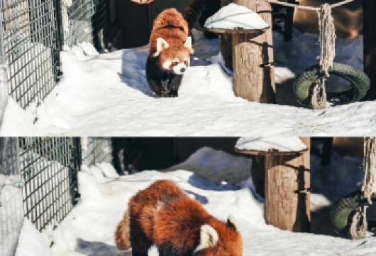 日本北海道旭川动物园｜白须瀑布｜札幌往返｜中文专车【尊享一对一高端行程定制，多日豪华包车专属礼遇，专业旅行顾问24小时恭候垂询。】