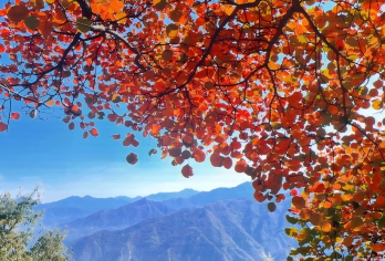 汉中龙头山｜云海仙境+拍照天堂！22度的秋天<往返动车一日>【[缤纷景点]醉美龙头山壮美云海 高空索道 悬空栈道让您体验惊心壮阔】