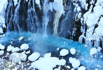 北海道旭山动物园&精灵露台&青池一日游丨可选9-13人小团【[人气必打卡]旭山动物园观赏企鹅散步、北极熊等明星动物】