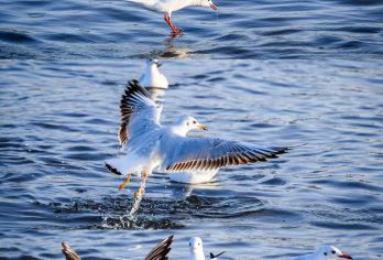 【包车游】库尔勒博斯腾湖莲海世界+大河口包车一日游【1、包车旅行，想走就走 市区免费接送】
