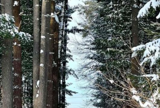 日本北海道+旭川动物园+青池一日游/行程可调-可定制多日【包车一日游，解锁旅行新方式！独立车辆配备经验丰富的老司机，为您量身打造专属行程。】