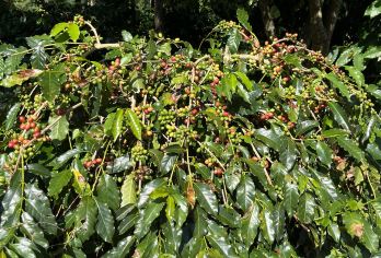 彰化南投-咖香茶薰【八卦山脉139县道为主题，结合在地咖啡与茶文化特色的体验行程规划，透过多种感官体验，深入认识八卦山的】