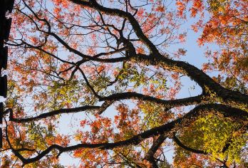 江西南昌之星+八大山人梅湖+万寿宫+绳金塔一日游可英文服务【可提供英文及小语种导游服务-往返接送-可选导游-可代订门票】