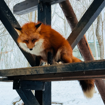 日本仙台【上门接送】藏王狐狸村+藏王御釜一日探险 定制包车游