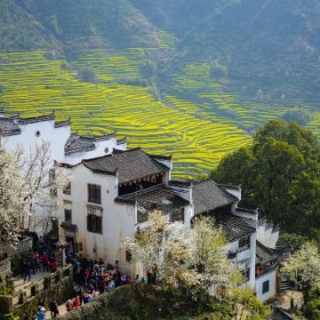 婺源篁岭一日游【梯田油菜花|含往返索道|导游陪同|天天发班】