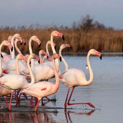 法国卡马尔格地区自然公园+粉色盐湖一日游