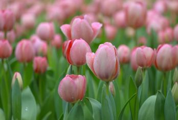 河南宝泉旅游区一日游【大峡谷一日游  晒秋红叶节】【宝泉景区主推发团合作社，品质旅游倡导者，旅游做的是口碑、质量和客人体验度】
