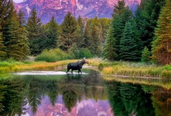 美国+黄石国家公园私享行-盐湖城往返+三进黄石三.日深度游【专业行程定制，精选热门景点，高效游玩不走回头路，贴心服务保障，轻松】