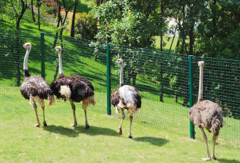 【南京包车亲子游】紫清湖野生动园+汤山一号温泉度假区【全天包车8H服务，行程自由可调整】