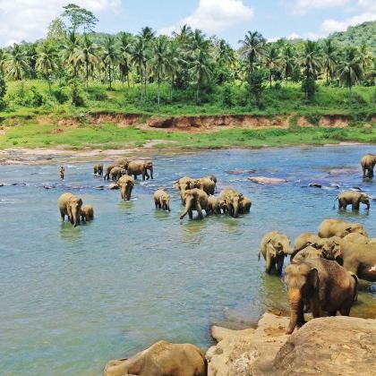 斯里兰卡科伦坡平纳瓦拉（大象孤儿院）+狮子岩｜英文包车一日游