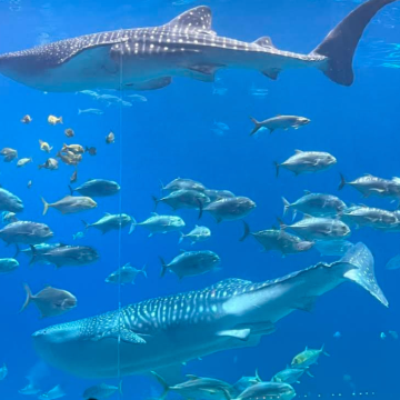 美国亚特兰大-可口可乐世界+水族馆日游【中文专车-惬意舒适】
