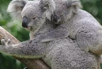 长隆野生动物世界+广州长隆国际大马戏一日游【番禺区接】【广州长隆野生动物园+广州长隆国际大马戏一日游[免费小火车+空中缆车]】