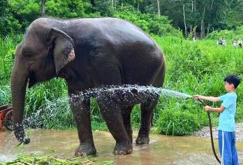 野象谷大象公益研学营一日游【讲解+大象医生+大象课堂+造纸】【[全程讲解]全程由科普老师讲解带队游玩，有计划有目的的玩转野象谷研学游！】