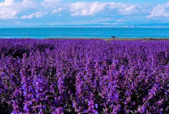 【日出·晚出发多套餐可选】青海湖+拉脊山+日月山一日游【[成团保障]封顶8人小团市区规定范围内上门接送，大巴团分站式集合灵活舒适性价比高，多套餐任你选择】