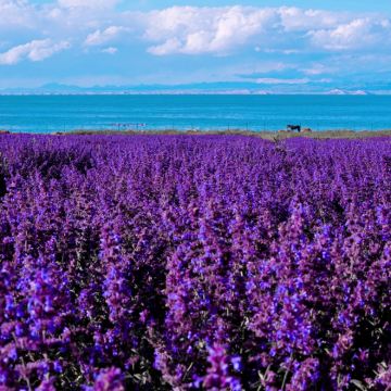 拉脊山+青海湖+日月山一日游【观日出·晚出发赏晚霞·赏蓝冰】