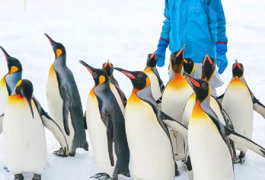 【日本北海道】萌宠雪趣一日：旭山动物园+千代田牧场|多语服务【[限时促销|无忧畅玩]日本正规绿牌车+中/英/日三语可选，交通、沟通、动物园门票全包！！】