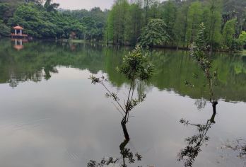 广州塔+华南国家植物园+上下九步行街包车一日活动可英文服务【可提供英文及小语种导游服务-往返接送-可选导游-可代订门票】