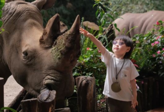 普洱太阳河森林公园+茶马古道遗址公园【赠普洱森林公园观光车】【版纳往返一天走遍普洱两大景点，赠送太阳河森林公园观光车！】