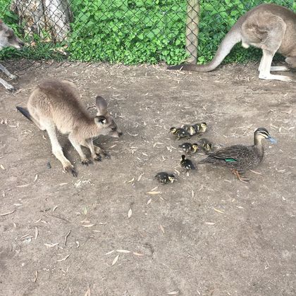 澳大利亚拜伦角灯塔+可伦宾野生动物保护园一日游
