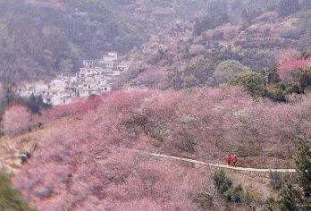 安徽黄山汪满田村卖花渔村一日游【嬉鱼灯会提灯寻梅体验徽州年俗【一价全含-高性价比：纯玩无任何隐形消费，用心服务无套路，真纯玩！！！】