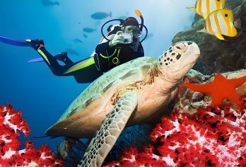 斯里兰卡|鸽子岛亭可马里私人#浮潜之旅+GoPro水下摄影&【费用不含 国家公园门票： 每人13,000斯里兰卡卢比(必须在集合地点支付)。】