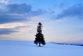 北海道旭川4-9人小团/巴士团|旭山动物园+白须瀑布+圣诞树【带您游玩北海道雪季的拍照打卡圣地，留下您美好的身影】