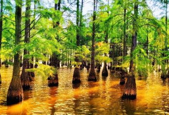 南京六合止马岭森林公园+恋山坝上草原一日游【全程包车 专属服务】