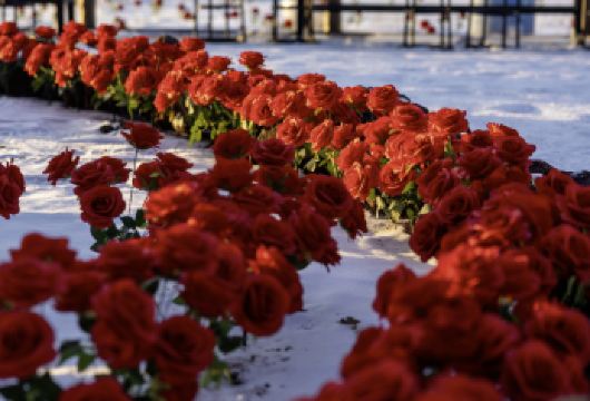 长白山情侣/闺蜜游|爱情森林+云顶天宫【赠烟花|可旅拍精修】【在梦幻的爱情森林双人跟拍，摄影师全程记录甜蜜互动。特别赠送浪漫烟花道具、30张底片及9张精修】