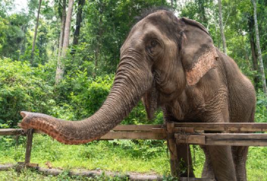 野象谷+原始森林公园一日游【西双版纳文旅大补贴/进店必赔】【[雨林大玩家]原始热带雨林奇幻体验、森氧/寨子/动植物基因库、自然的世界里充满奇想】