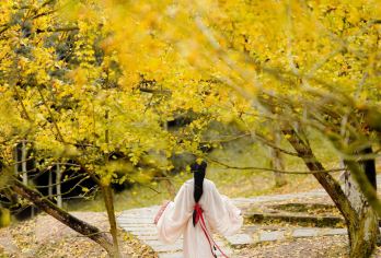 【季节限定】韶关帽子峰银杏树+丹霞山包车一日游·自选路线纯玩【高铁站/酒店接送+行程自由+网红打卡景点专业服务+独立包车小团出行/家庭出游/亲子游+全程纯玩无套路】