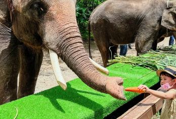 野象谷十基诺山十原始森林公园一日游（1单1团包车游+含门票）【1单1团私家团，开心游版纳，超舒心安逸】
