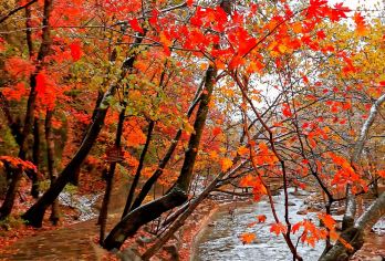 【本溪+关门山+森林公园+游山玩水+休闲一日游】【关门山是东北地区少有的集红叶、山水、森林、奇石于一体的综合性森林公园】