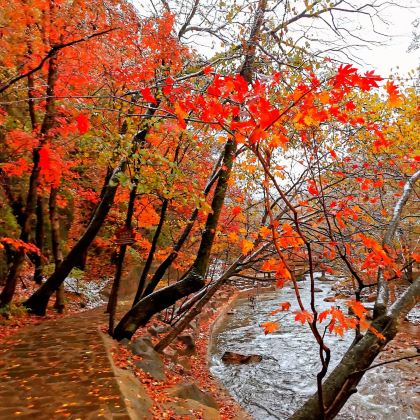 【本溪+关门山+森林公园+游山玩水+休闲一日游】