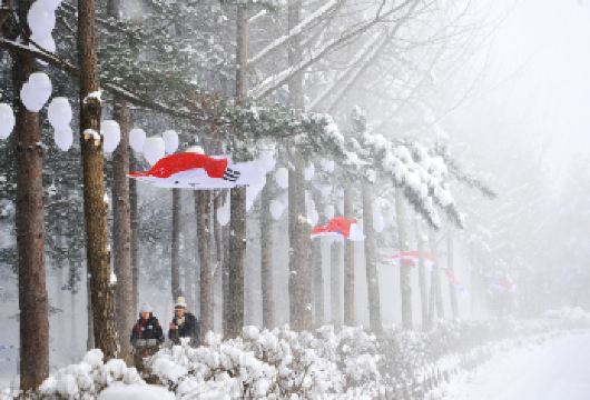 韩国南怡岛+晨静园艺树木园+江村铁路自行车一日游（首尔出发）【南怡岛四季美景｜林荫大道与湖光山色交织，四季皆有自然风韵，亦是韩剧《冬季恋歌》的经典取景地。】