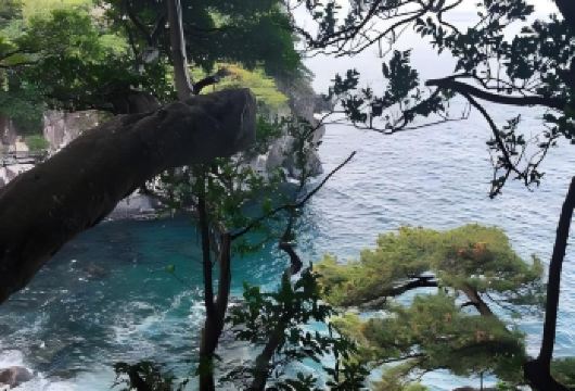 日本东京+伊豆+热海花火大会一日游/行程可调-可定制多日【包车一日游，解锁旅行新方式！独立车辆配备经验丰富的老司机，为您量身打造专属行程。】