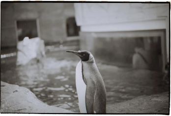 日本札幌往返美瑛青池富良野/可小樽登别北海道多日包车-精选【包车一日游，解锁旅行新方式！独立车辆配备经验丰富的老司机，为您量身打造专属行程。】