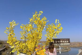 新疆泽普金湖杨国家森林公园一日游【与当地少数民族拼团】【泽普金湖杨适合游览参观时间为10月15日-11月15日】