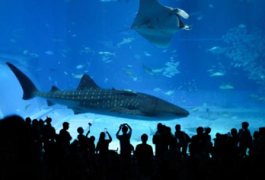 日本冲绳一日游包车游玩【中文司机-可定制行程-可接港口】【经典日游-中文服务-专车接送-私家定制-行程自由】