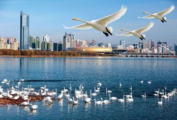 【一天游3省】河南三门峡天鹅湖+山西永乐宫+陕西潼关古城一日【[一对一包车]专车上门接送，车辆费用全含】