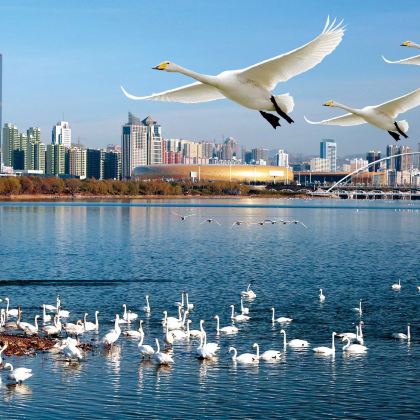 【一天游3省】河南三门峡天鹅湖+山西永乐宫+陕西潼关古城一日