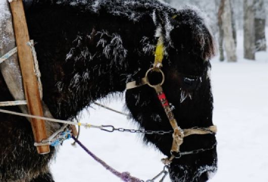 雪岭套票嗨玩一日游+雪地摩托+马拉爬犁{可选延吉/二道出发}【雪岭套票（含雪地摩托、马拉爬犁、雪圈）无二次消费，一次嗨玩[清晰透明]】