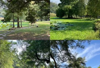 南宁良凤江森林公园+天宁寺+三街两巷+送站送机【呼吸绿肺氧吧观1200多年菩提】