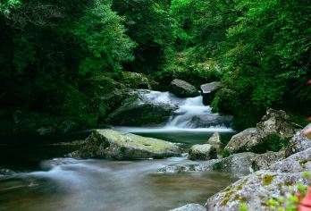 屋久猿观光巴士：屋久岛一日游【乘坐“Yakuzaru”接驳巴士，即可轻松舒适地游览屋久杉乐园、大古瀑布等热门景点。 跟随一位真正热爱屋久岛、知识渊博的当地导游，探索屋久岛的自然风光和文化。 此行程每天限24位客人，节奏轻松，包含以屋久岛著名的飞鱼为特色的午餐。】