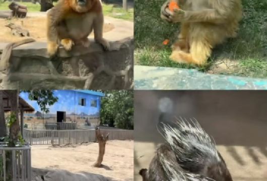 秦岭野生动物园+不夜城*亲子家庭包车游/私家团/走进动物王国【包车出行/时间自由/5座7座9座小车出行】