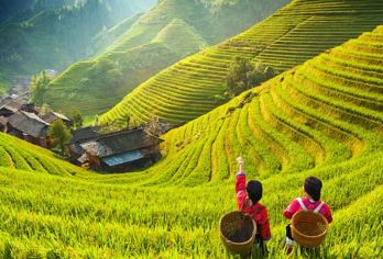 桂林龙脊梯田+黄洛瑶寨+金坑大寨一日游【阳朔当天往返】【阳朔县城酒店上门接送】