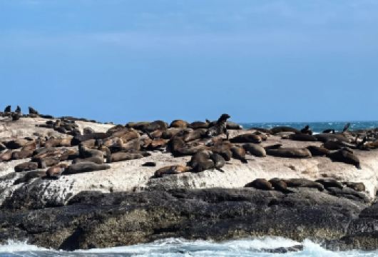 【开普敦经典包车一日游】豪特湾+马来区+绿市广场+植物园【体验半山海景的惬意南非风情】