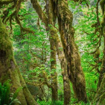 西雅图：奥利匹克国家公园一日游【暮光之城取景地-中文服务】