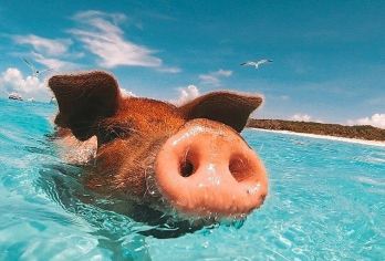 苏梅岛出发：猪岛&丹岛 浮潜体验|可升级偶遇粉海豚之旅【猪岛&暮色岛｜可选粉海豚｜猪猪沙滩｜往返接送】