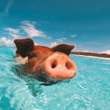 苏梅岛出发：猪岛&丹岛 浮潜体验|可升级偶遇粉海豚之旅