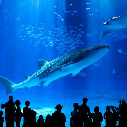 日本冲绳一日游万座毛+古宇利岛+美丽海水族馆北部南部中部可选